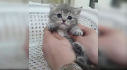 猫咪视频,萌宠日常,欢乐无限